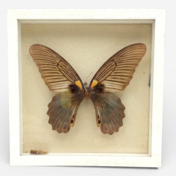 Schmetterling im Schaukasten Papilio rhetenorina Jordan, 16cm x 16cm