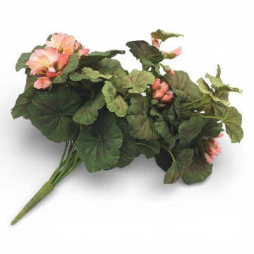 P-Topfpflanze, klein, Diverse