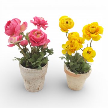 P- Topfpflanze, getopft im Keramik übertopf, Ranunkel, div. Farben, weiØ15cm, Höhe 35cm