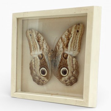 Bild gerahmt,weißer Holzrahmen, Schmetterling / Falter, Tigerauge, Präparat, 18x18cm