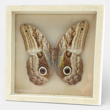 Bild gerahmt,weißer Holzrahmen, Schmetterling / Falter, Tigerauge, Präparat, 18x18cm