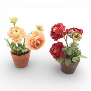 P-Pflanzen, Ranunkeln im Topf, div. Farben, Höhe 25cm