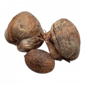 Kokosnuss