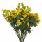 Schnittblume , Butterblume / Dotterblume, gelb, 50cm