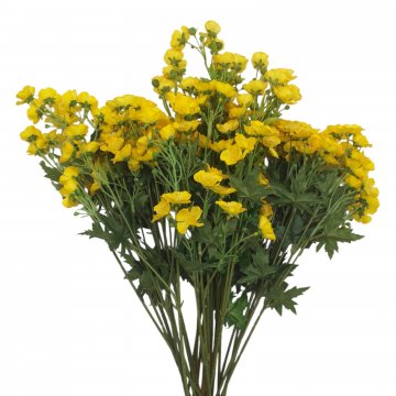 Schnittblume , Butterblume / Dotterblume, gelb, 50cm