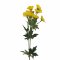 Schnittblume , Butterblume / Dotterblume, gelb, 50cm