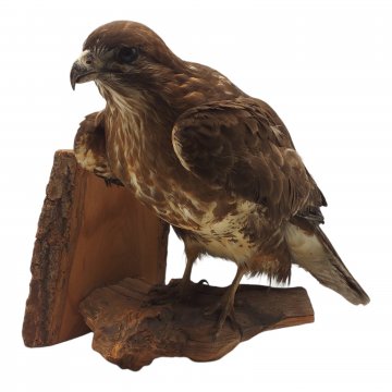 Bussard, auf Stamm stehend, ausgestopft, schadhaft